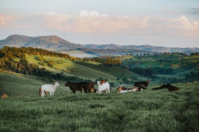 ferme