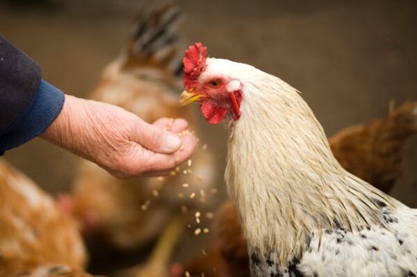 Conseils et astuces pour créer un environnement idéal pour vos poules : Guide pratique